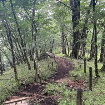 誰一人すれ違うことのなかった鍋割山への登山道
ガスで暗くなっていき・・・
途中大きなフン(わりと新鮮)に遭遇し恐怖におののきながら足を進める