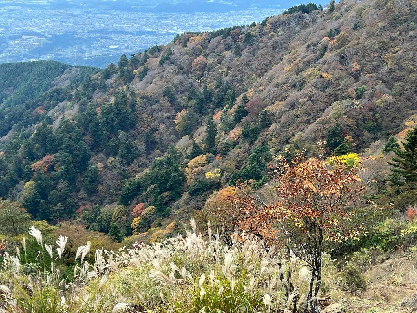 山肌の紅葉🍁
ススキも入れて