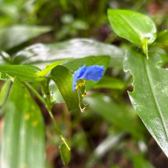 今回歩いたルートでは、ところどころツユクサの花が咲いていました。
