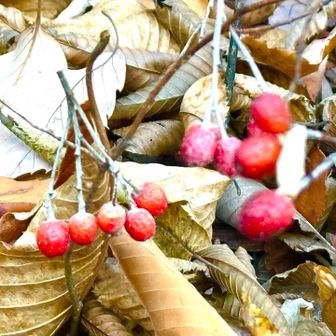 何の実かな？たくさん落ちていた。