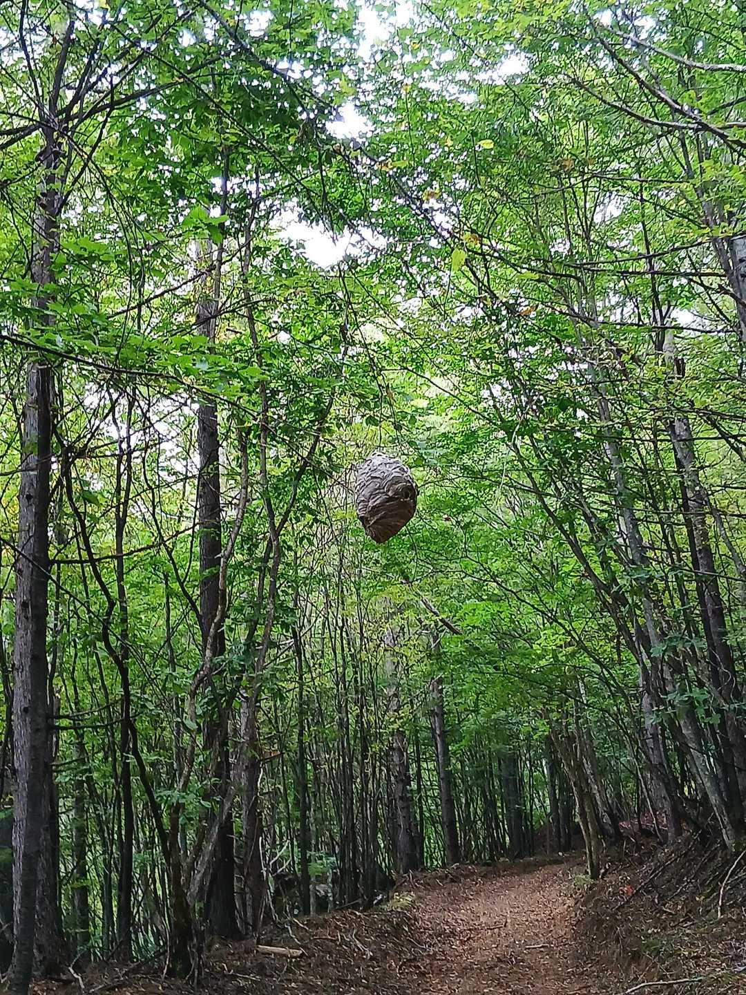 蜂の巣発見