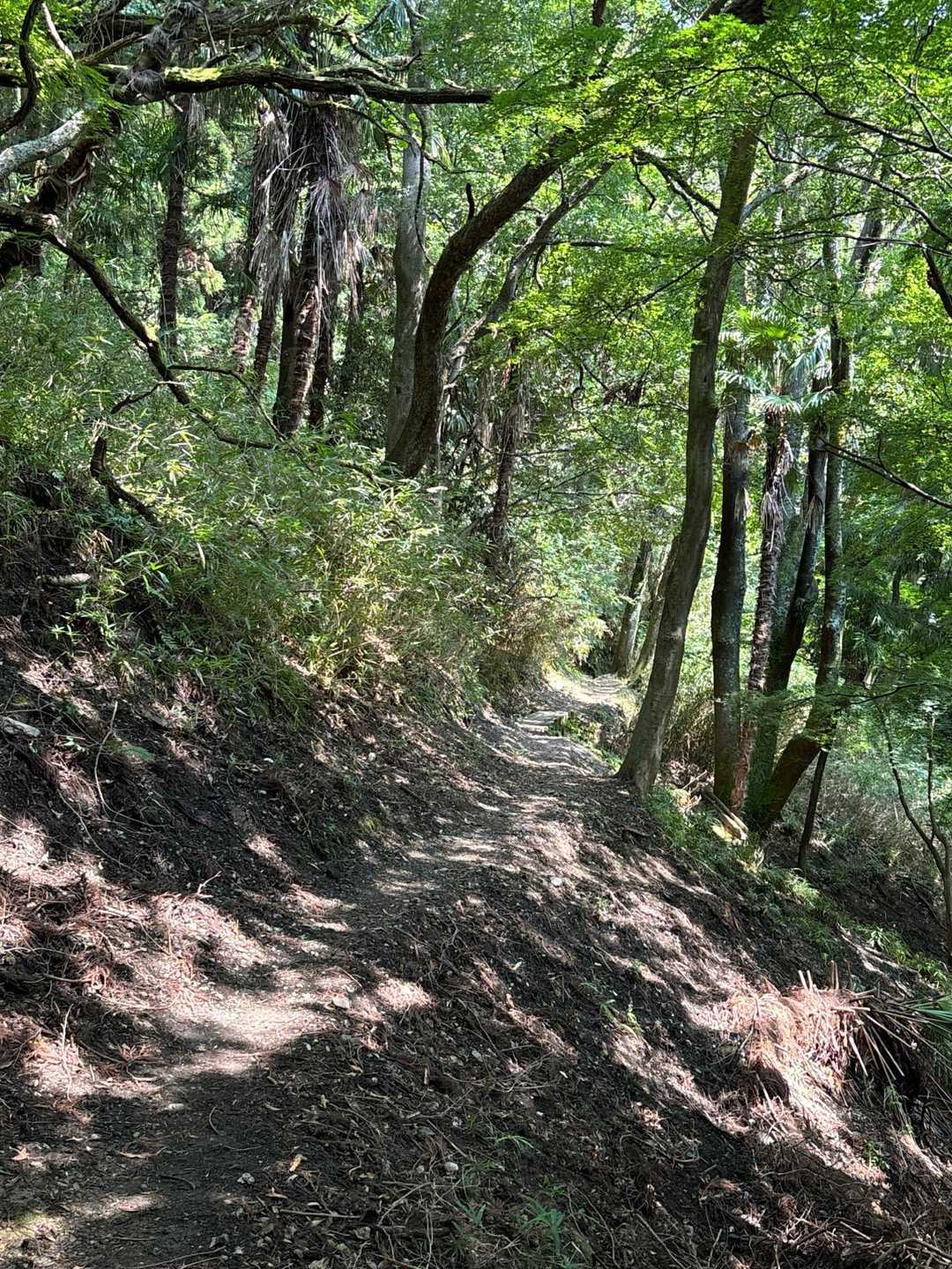 五月山公園大広寺バス停-五月山 往復コースの写真