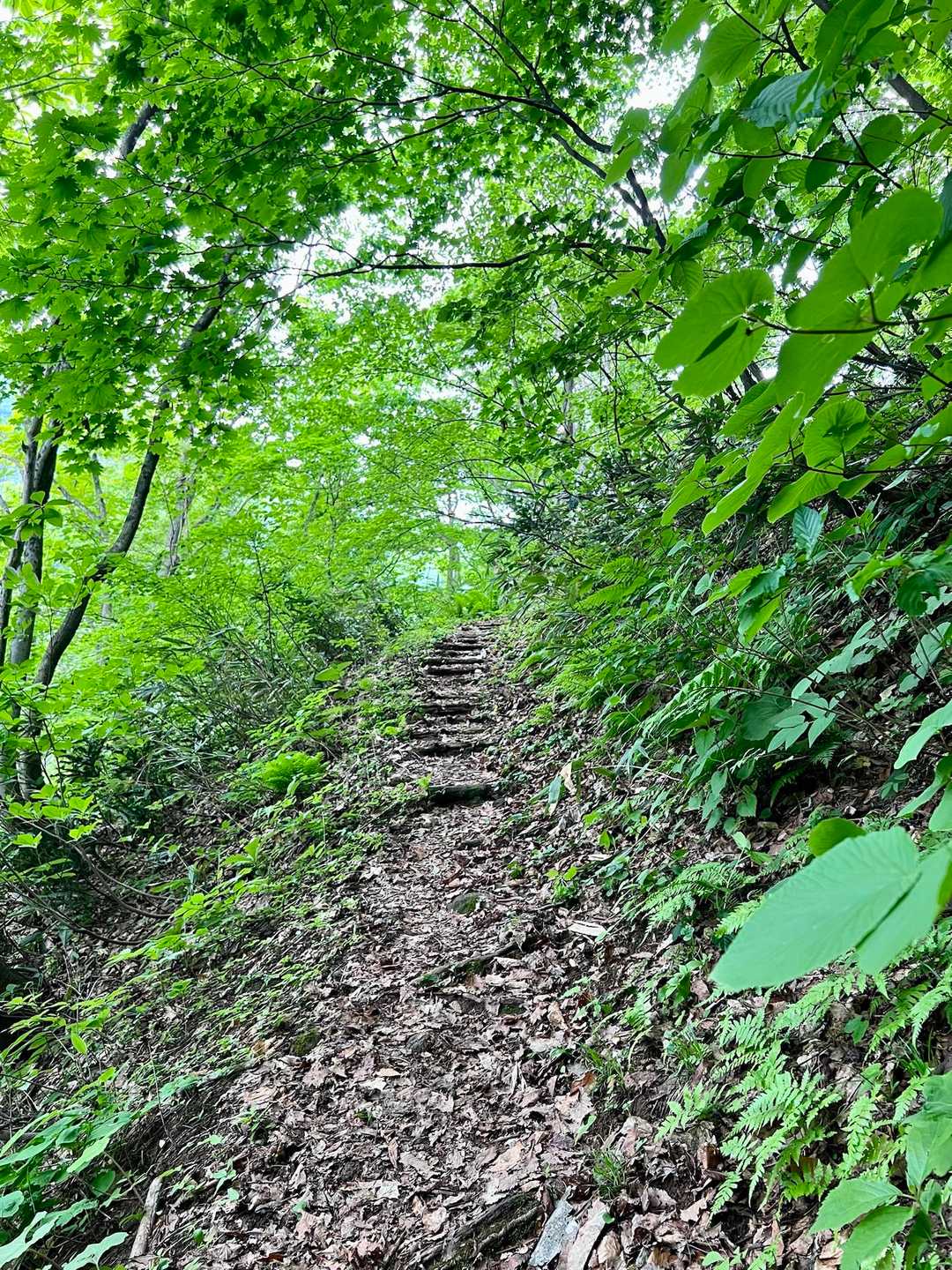 みどりのトンネルが雨を防いでくれるから