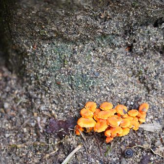 なめこの様なキノコ🍄