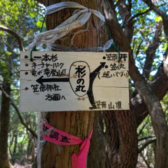 杉の丸 ここも一座ゲット