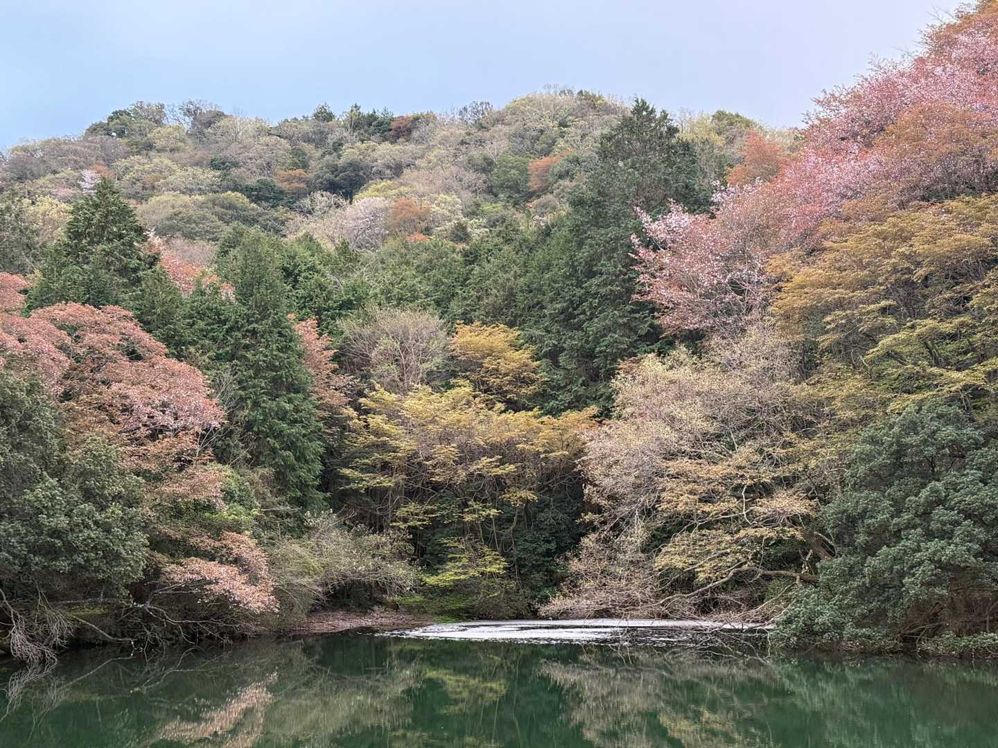 下山しました。サクラの花ビラが水面に🌸