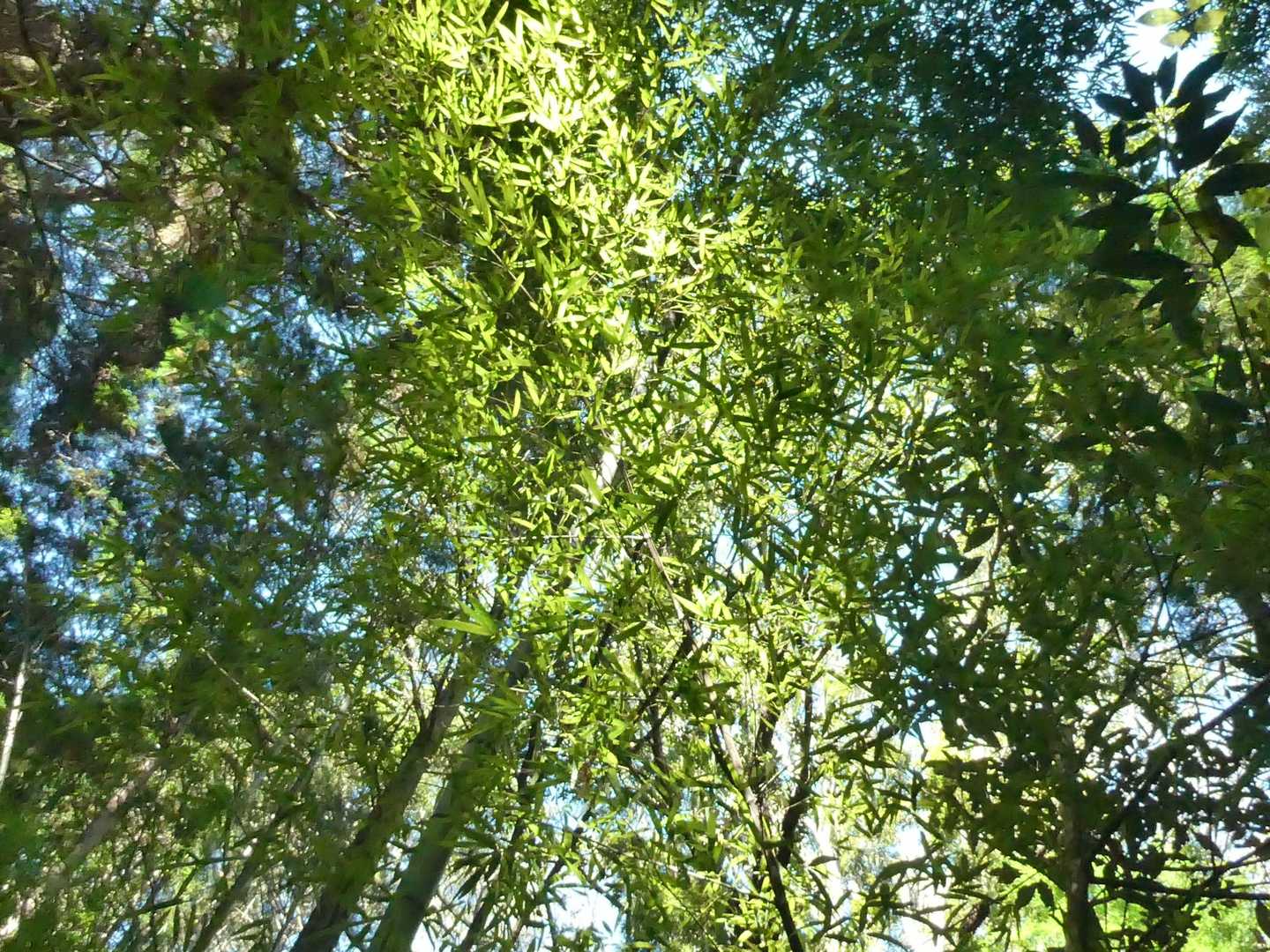 では下山します
竹林が5月並みの青々しさ