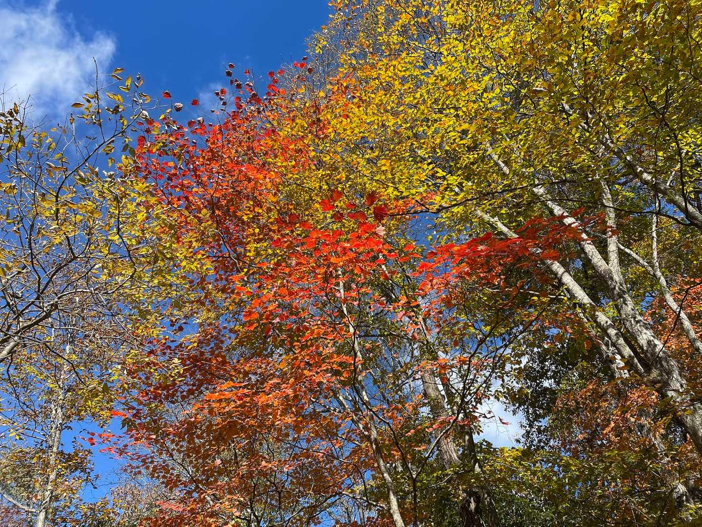 紅葉🍁黄葉🟡が綺麗