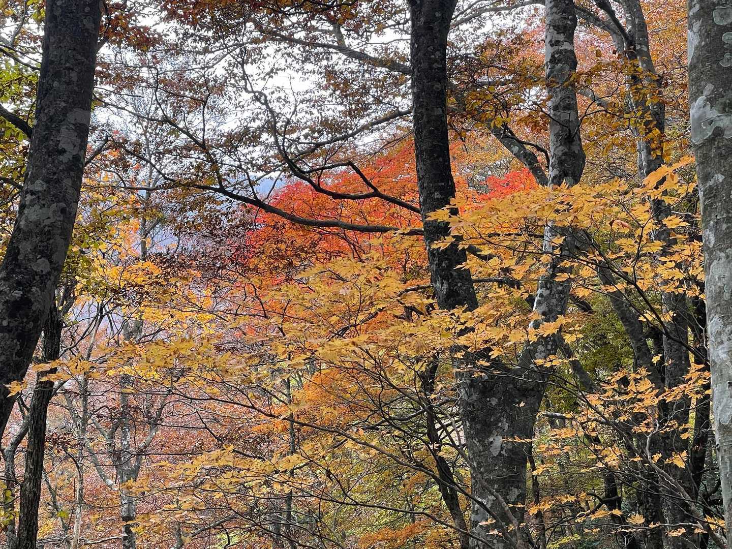 ひろしま県民の森登山口-展望園地-立烏帽子山-池ノ段-越原 周回コースの写真