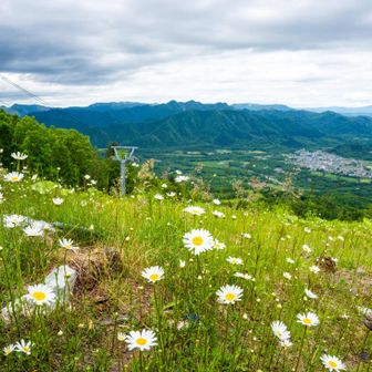 山頂はフランス菊だらけ。
眺めもいいですよ😺