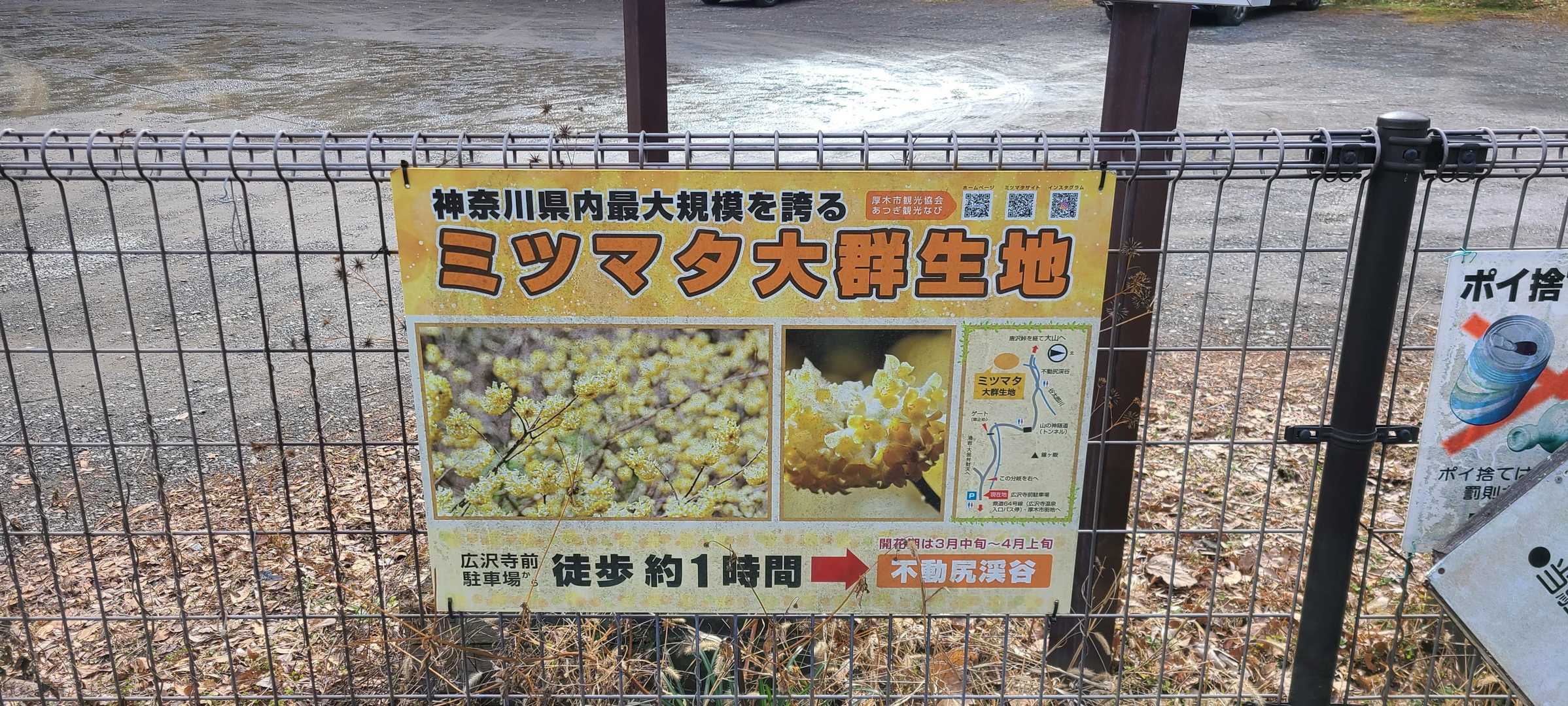 ミツマタキレイなんだけど、遠くてね～
