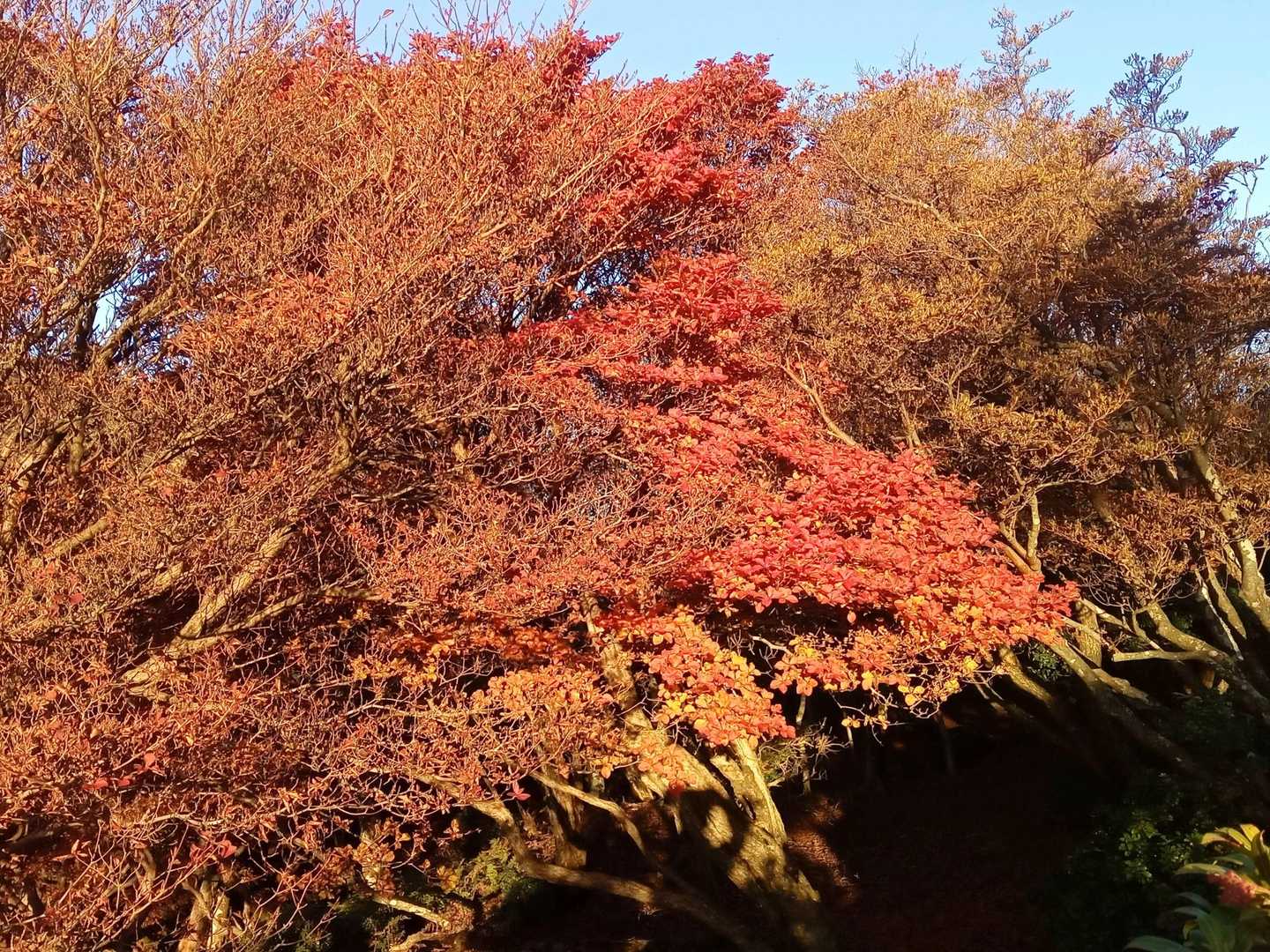 途中所々紅葉してます🍁🍂