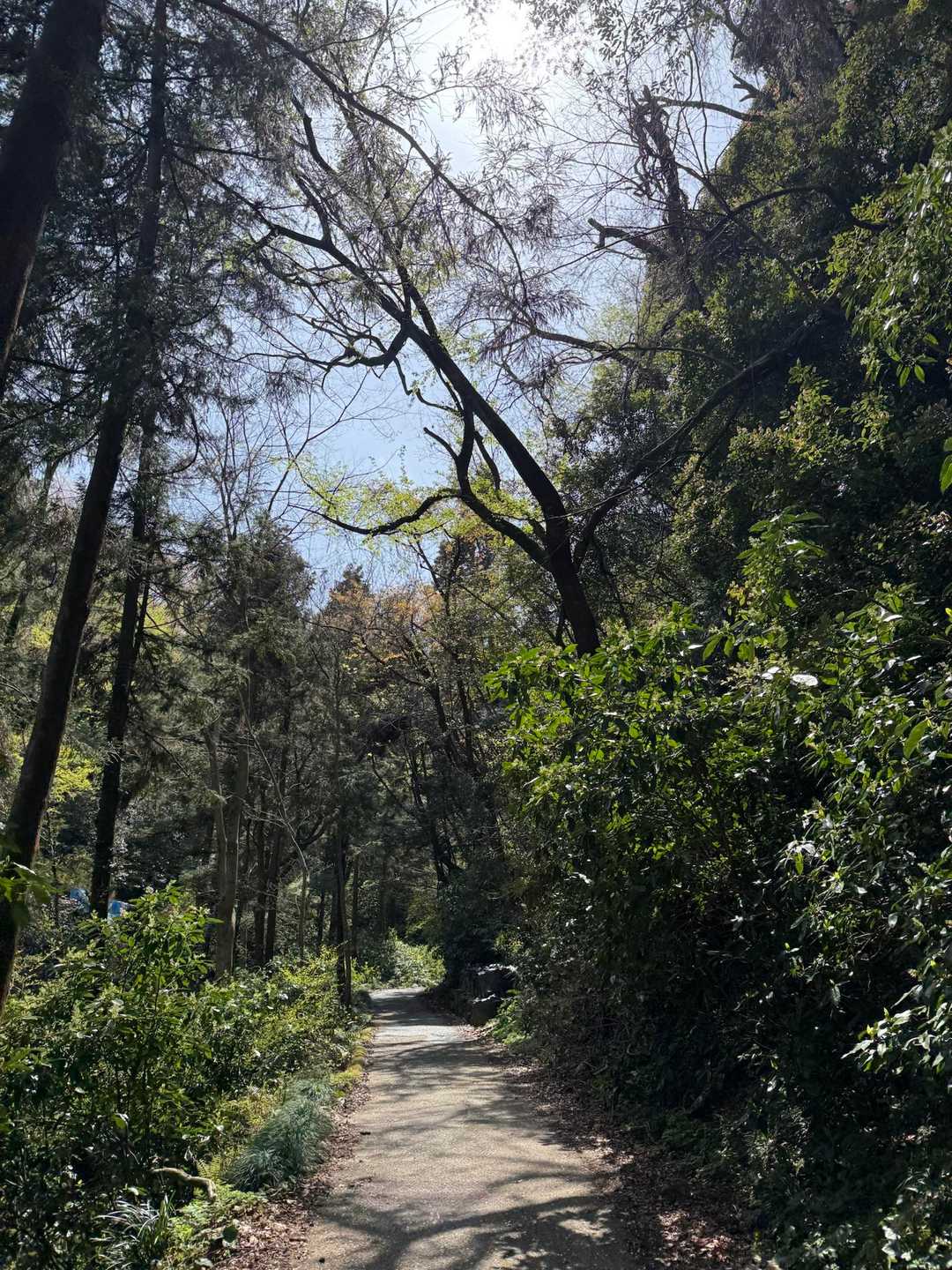 八菅いこいの森入口-やなみ峠-鳶尾山 往復コースの写真