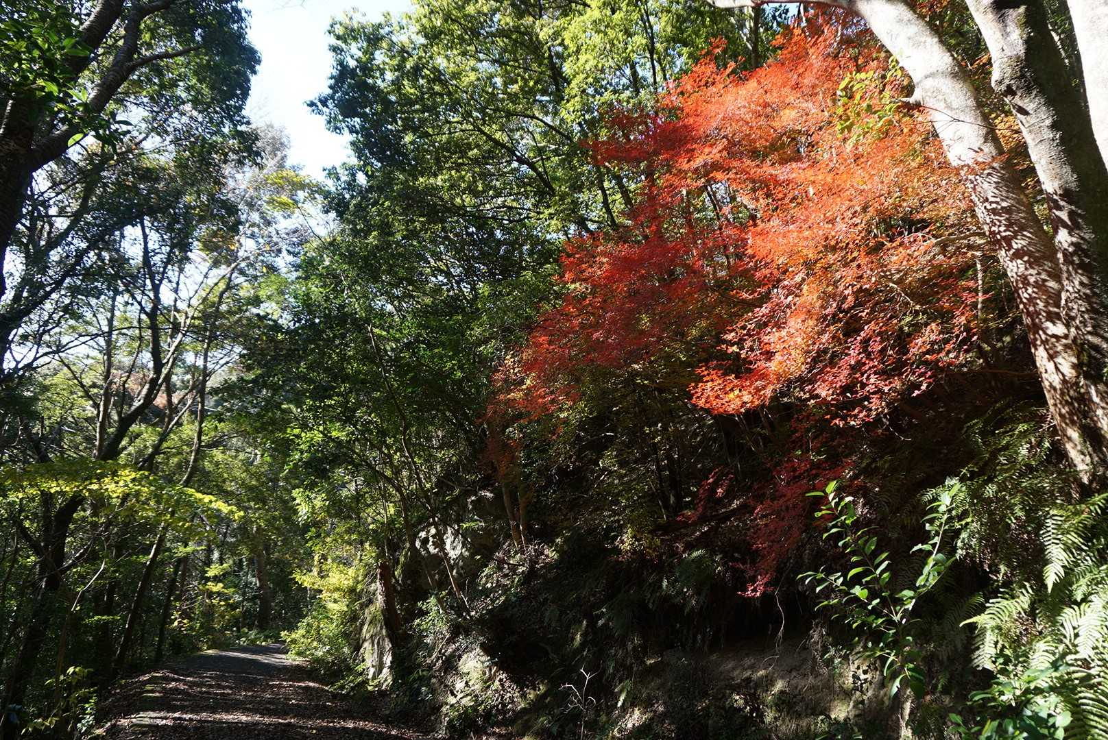 英山登山口-英山-本城岳-有田ダム登山口 周回コースの写真