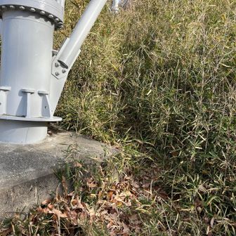 藪漕ぎありました。