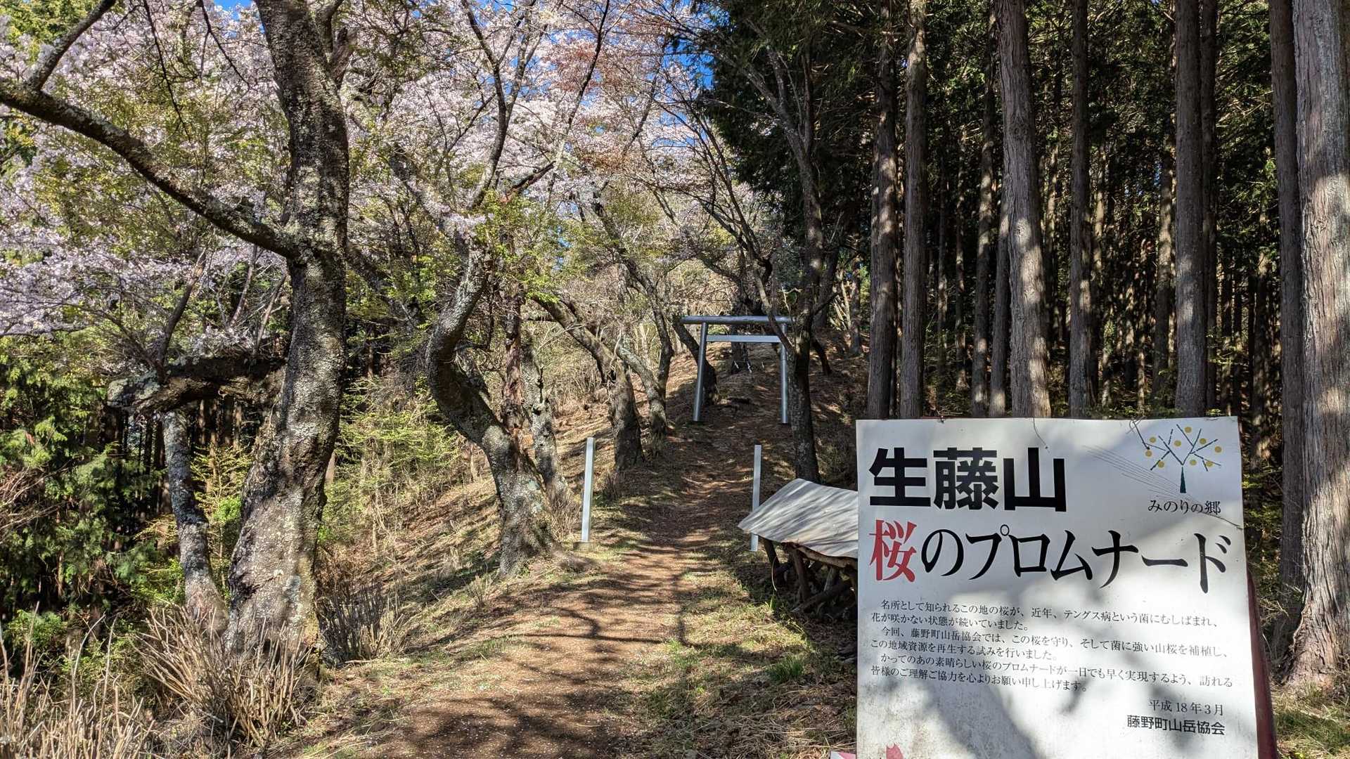 ここから山桜も沢山
