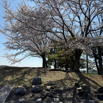 最近なんでこんなに花を綺麗と思うようになったのか🤣