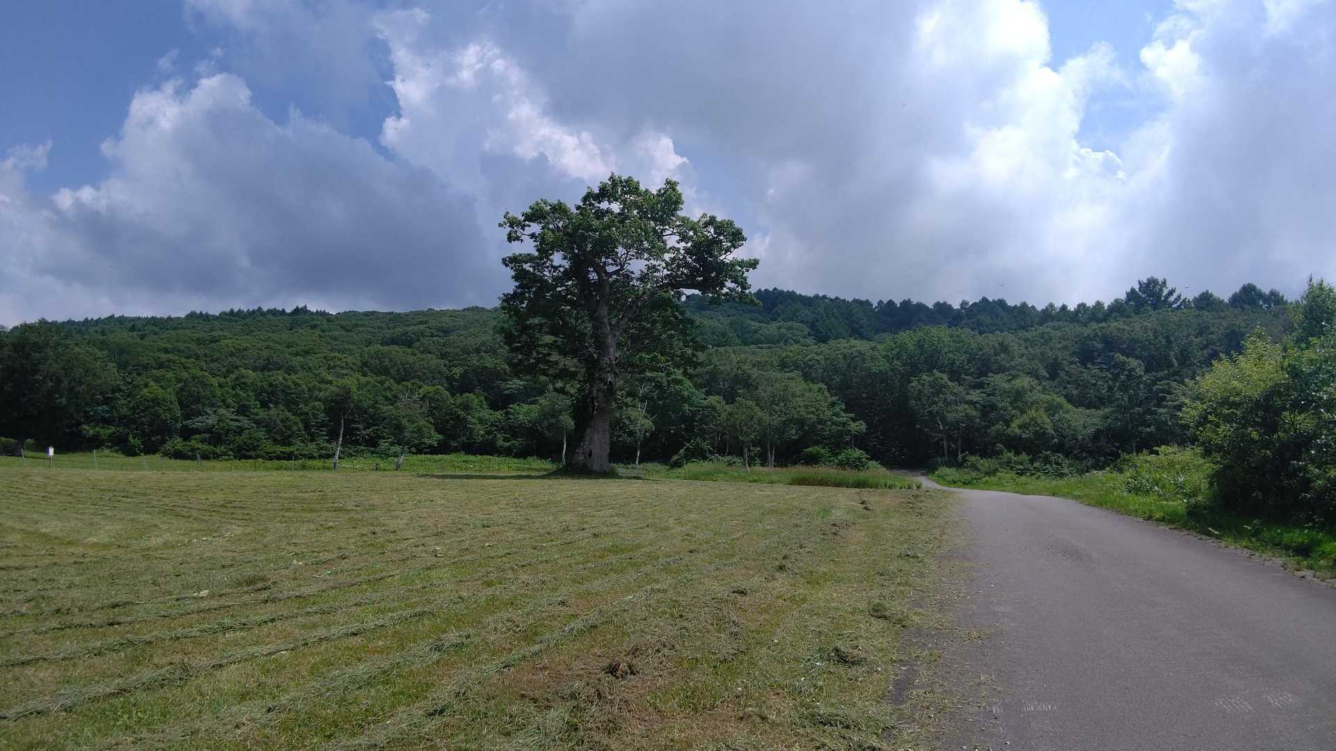 ブナの🌳??