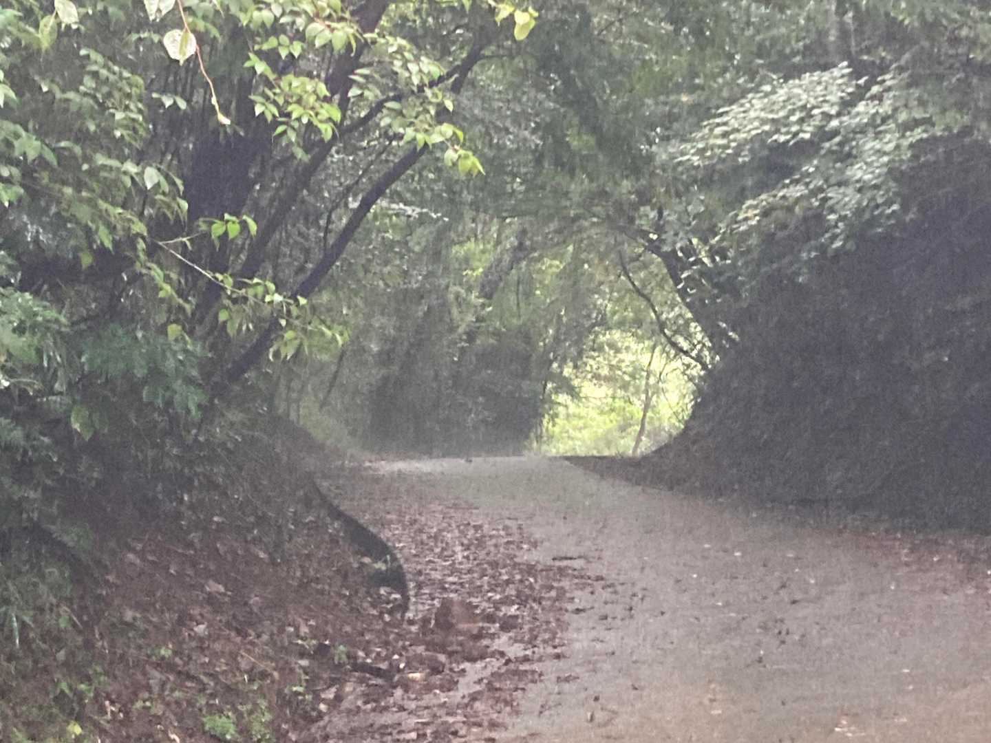 雨で霞んでいる～