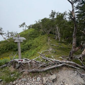 正面が白根隠山の波線ルートの分岐⛰️
気になるが今日は止めておく🤭