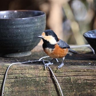 クルミを狙う目