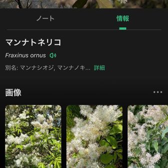 ナンジャモンジャじゃないみたい。