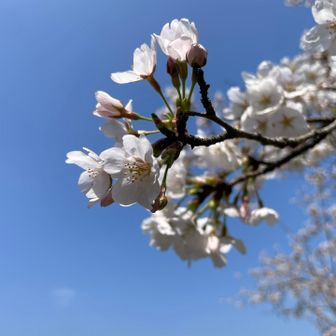 撮ってみたかった　妻に習った