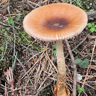 本日お初の🍄‍🟫