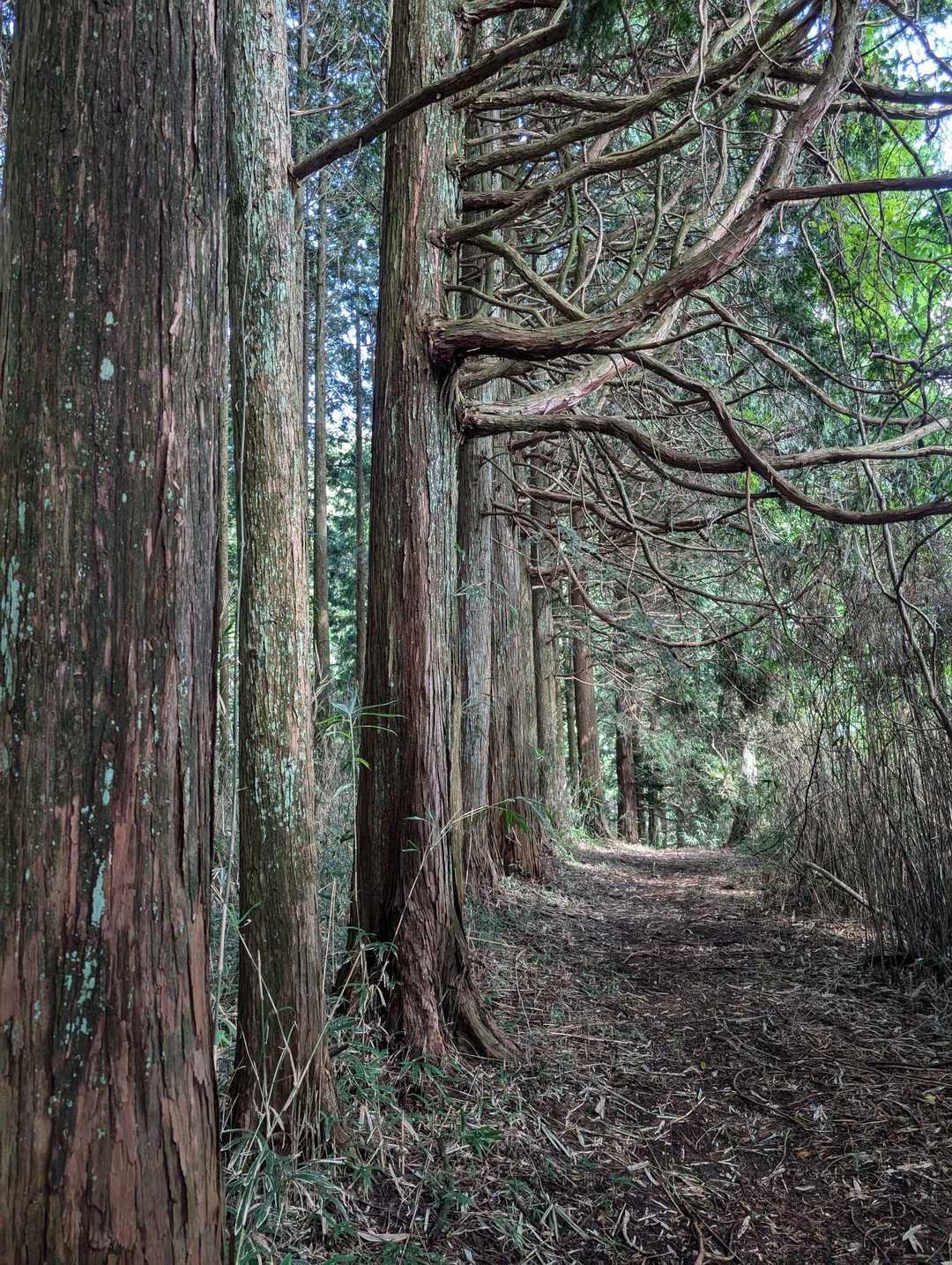 御斉峠-高旗山 往復コースの写真