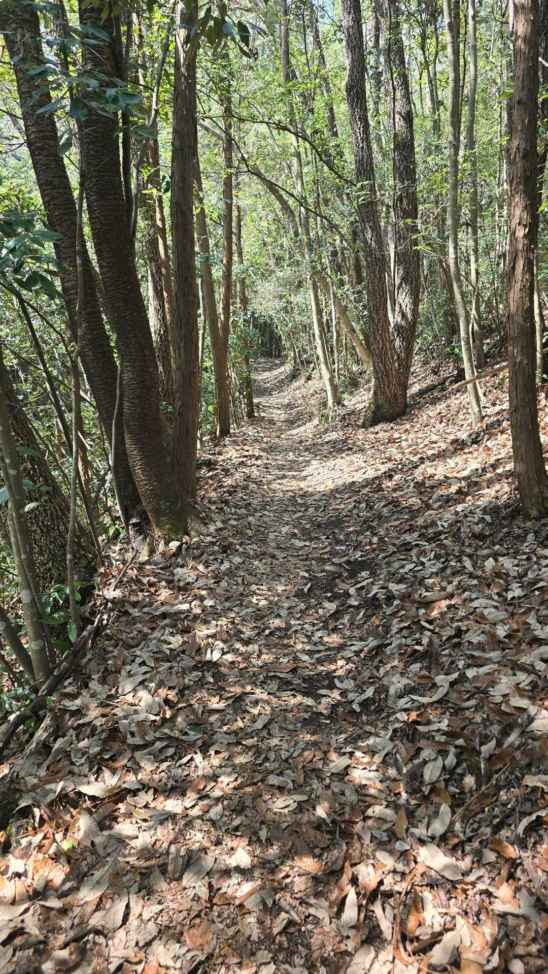 黍生山登山道入口-黍生山-黍生登り口-足助追分バス停 周回コースの写真
