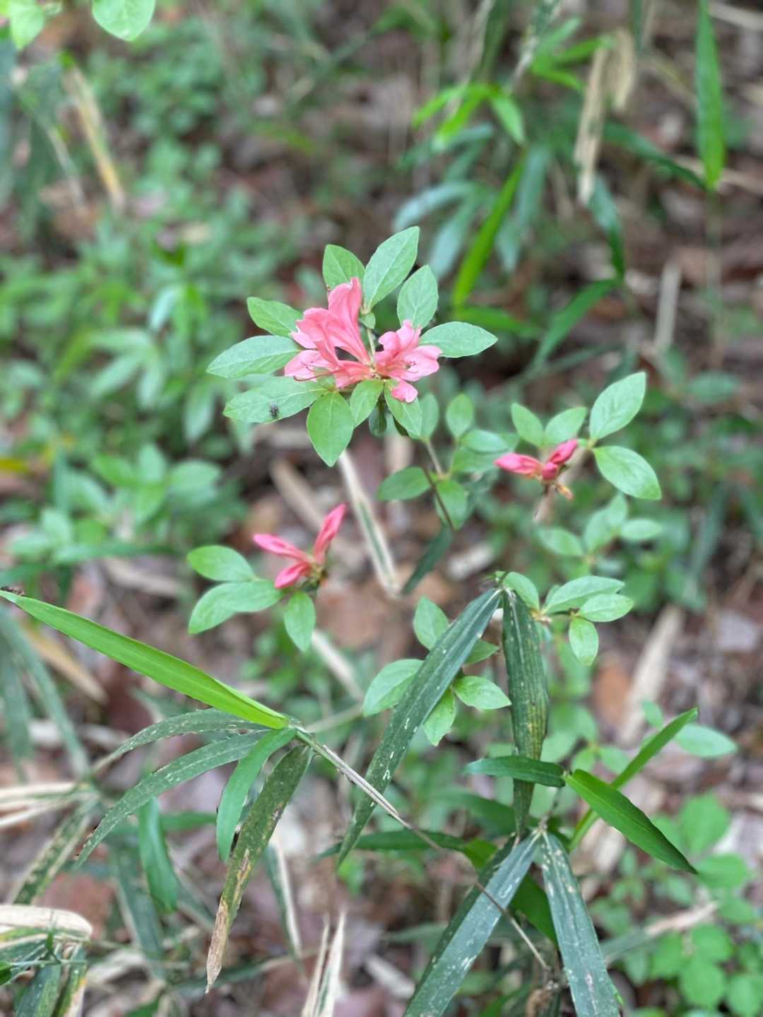 🌸