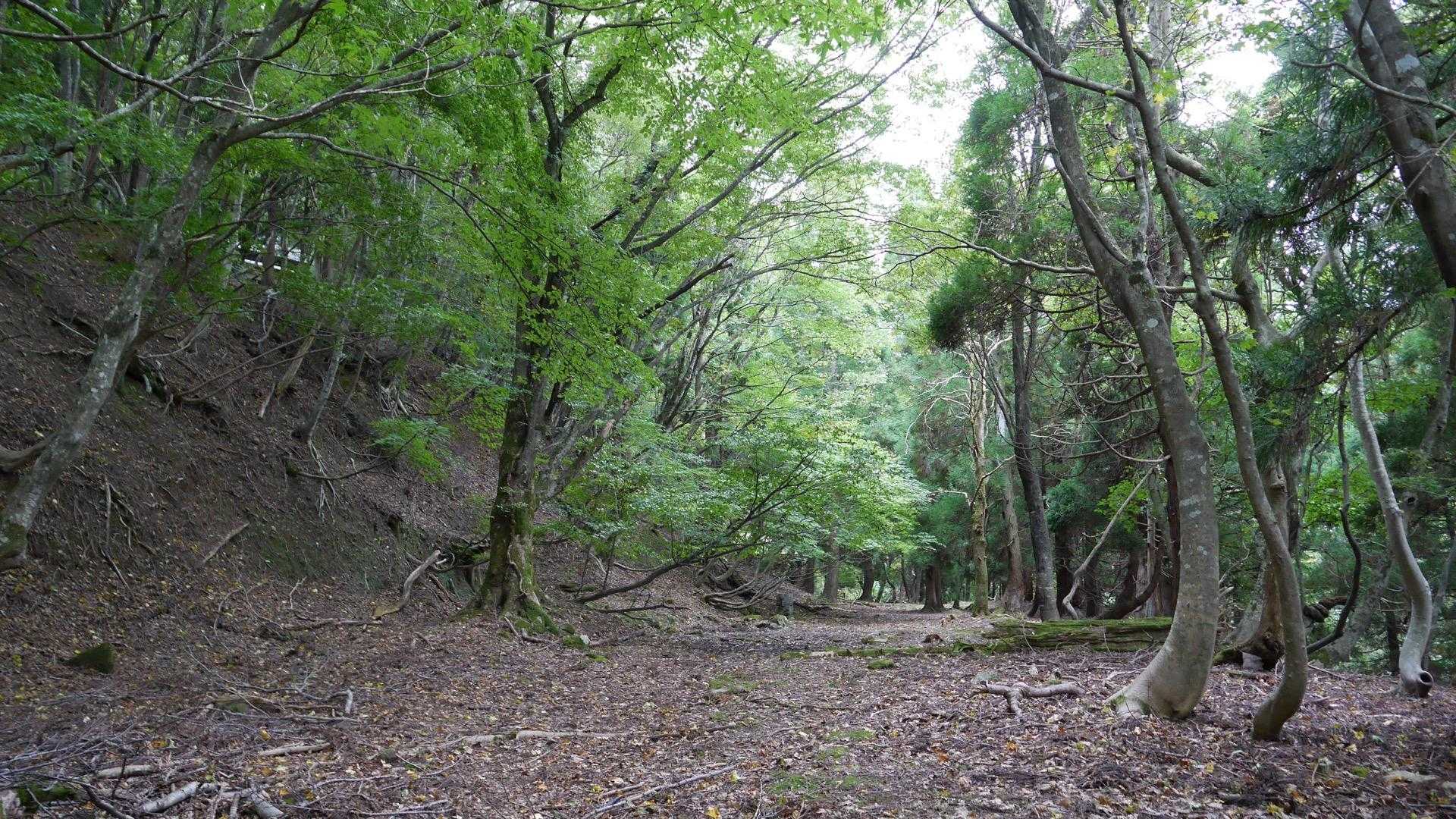 牛ヶ峰山 往復コースの写真