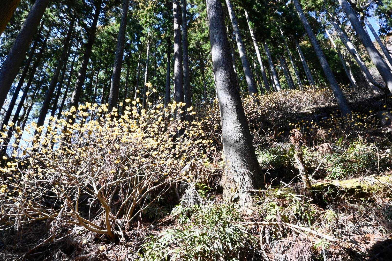 日が高くなると、ミツマタの群生がよく見える。
それにしても急だ。