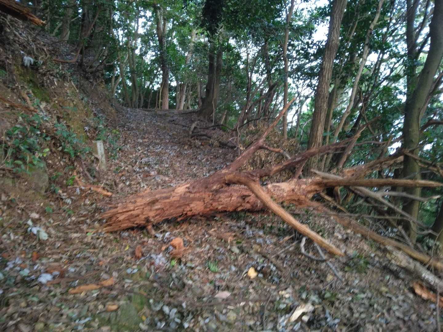 台風直後より小っちゃくなってる