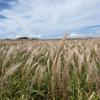 白銀のススキまでもう少し🌾✨