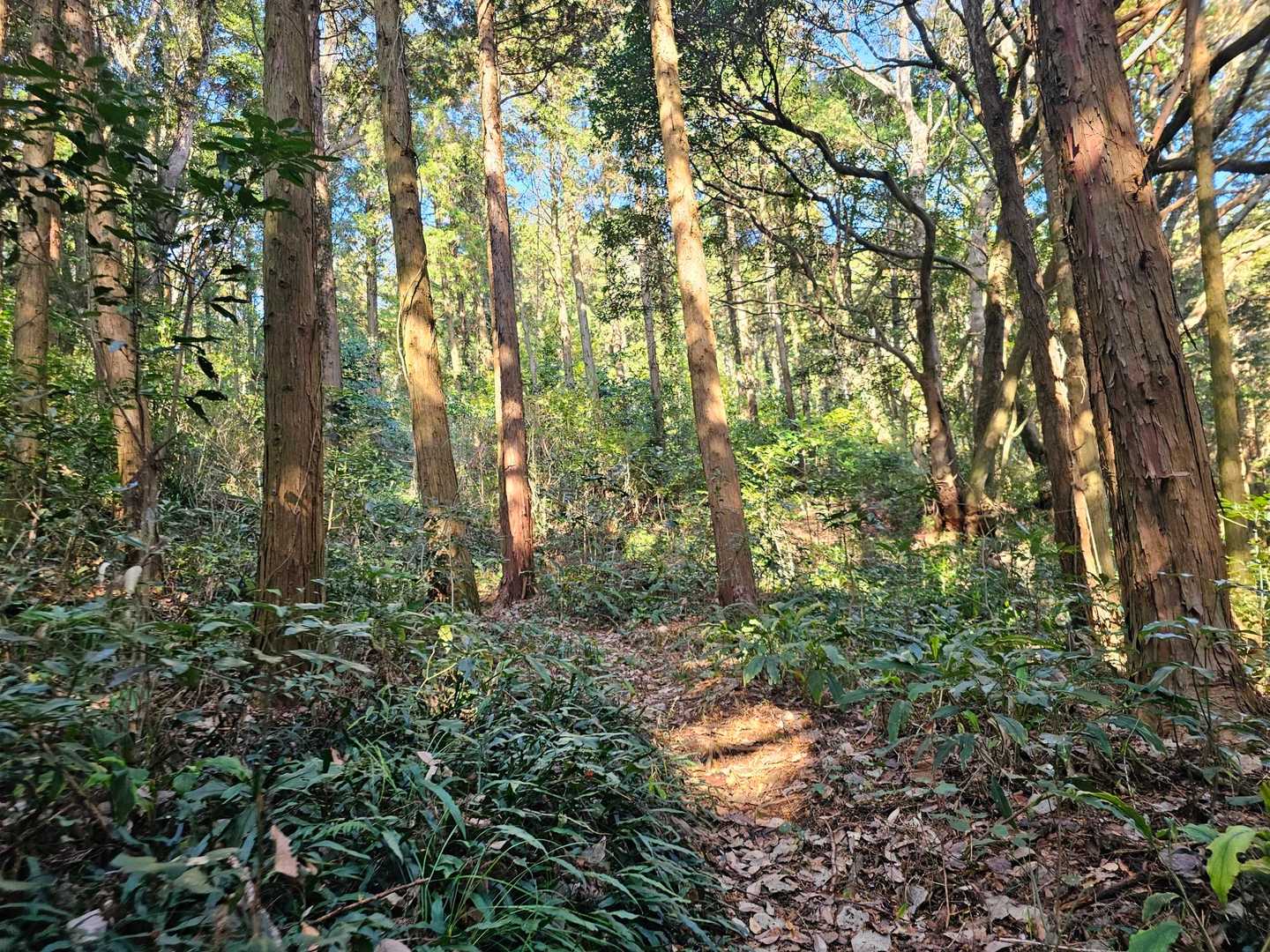 入山