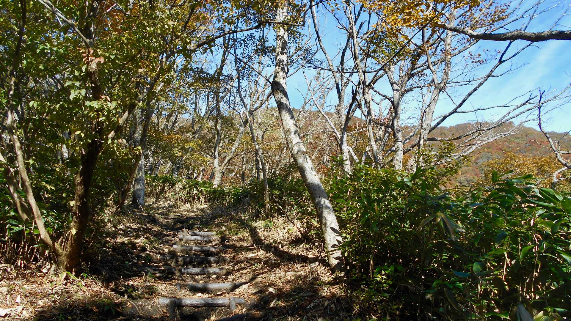 この辺りから右手に蒜山の尾根を見ながら登ります。