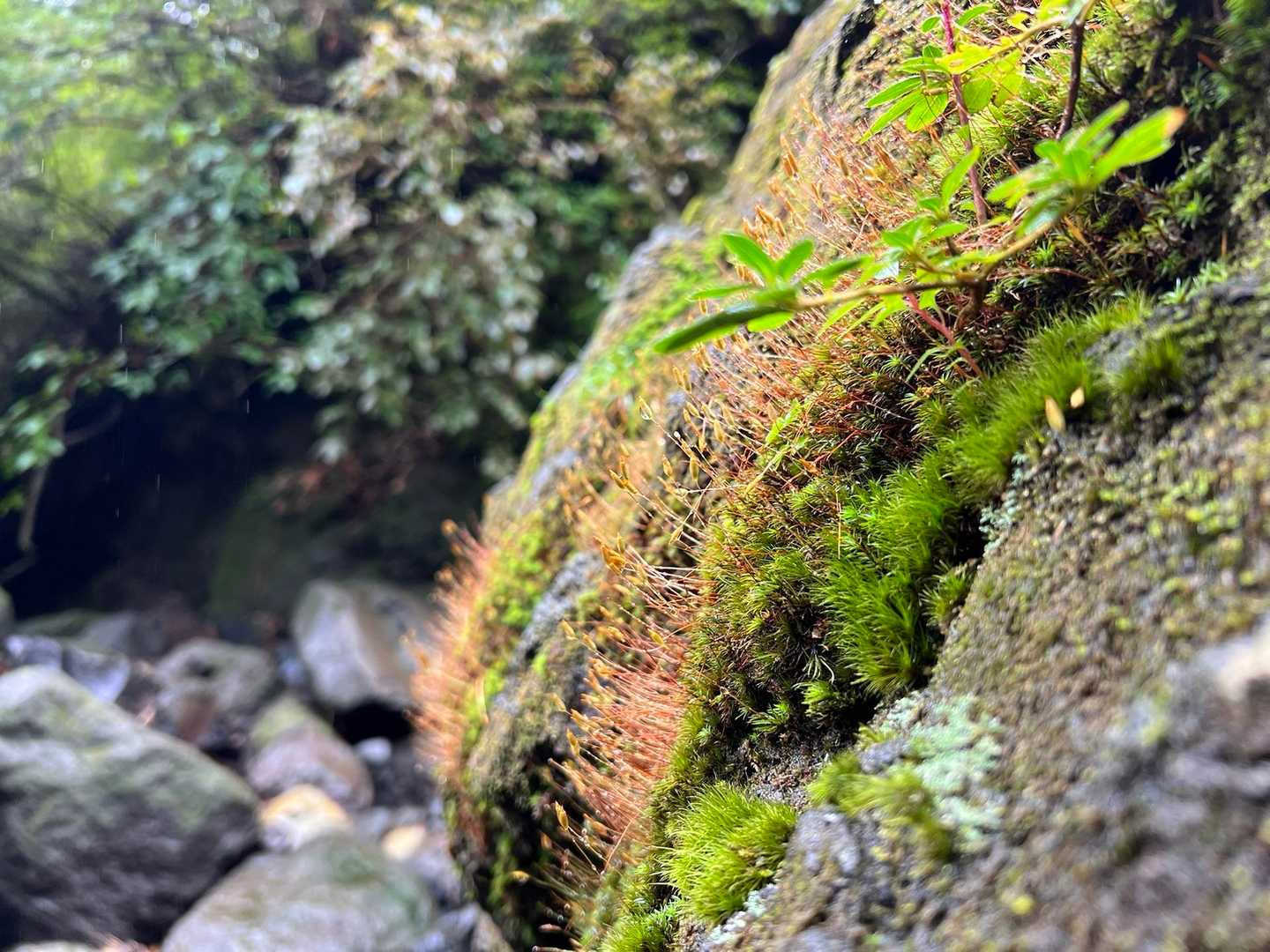 やっと沢に着いてひと安心😮‍💨
大好きな苔から茎？が伸びてる
可愛い😍
