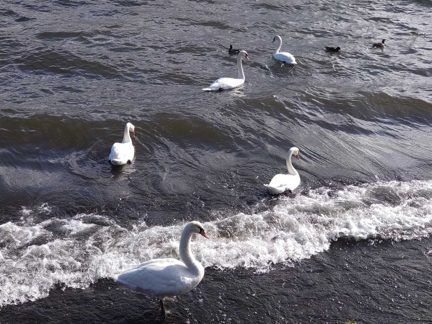 可愛いな～🦢