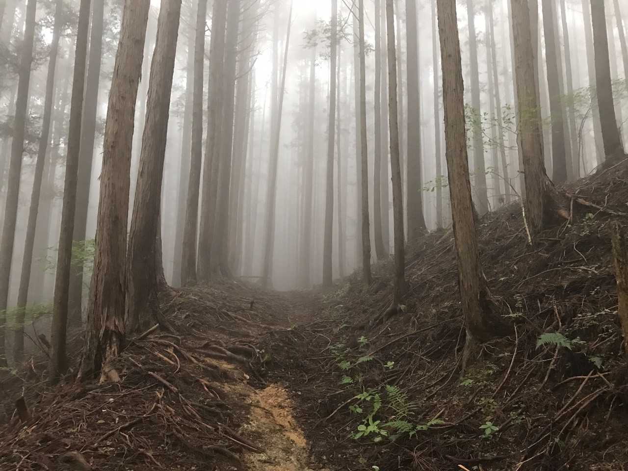 久しぶりの幻想的世界。