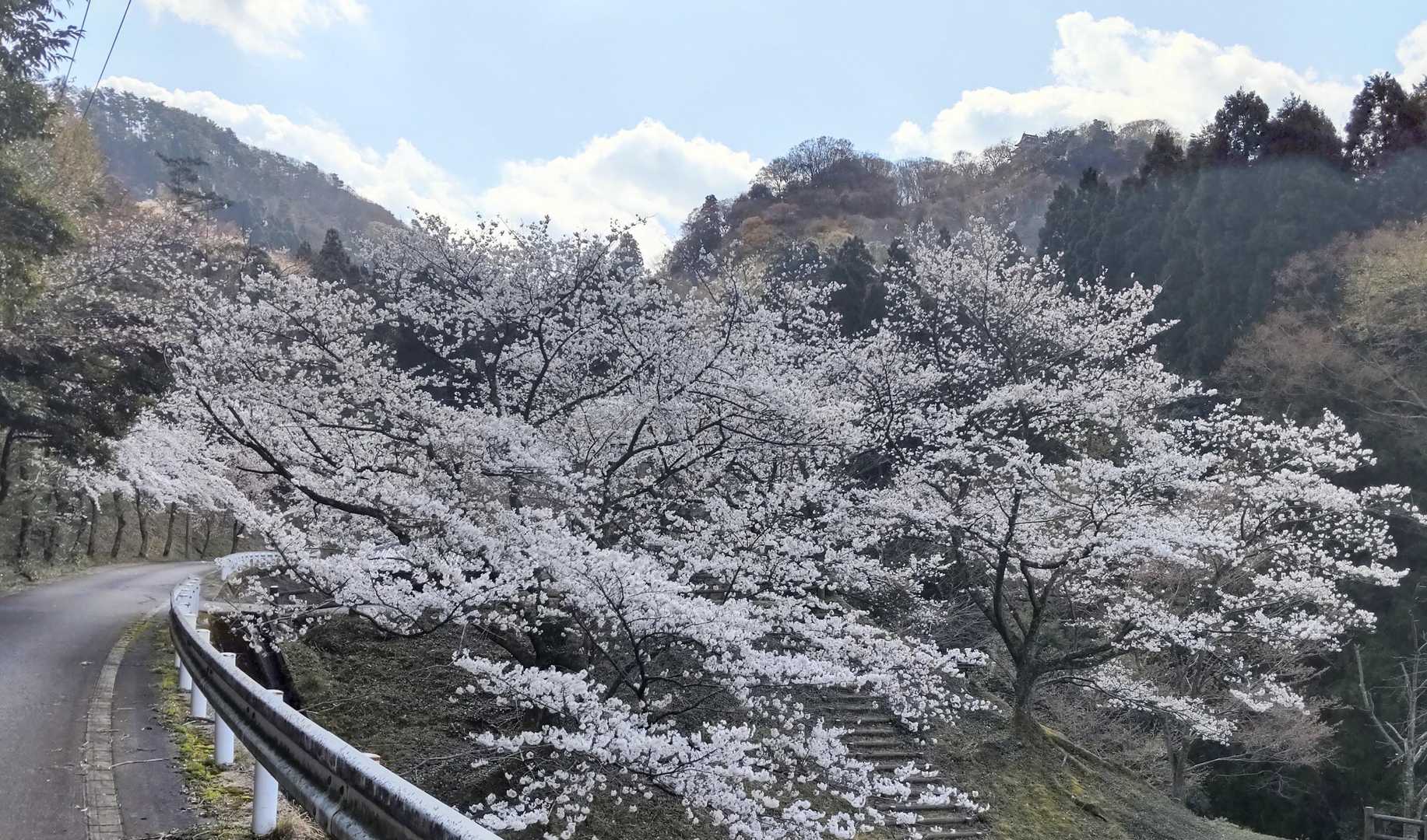 桜は満開

