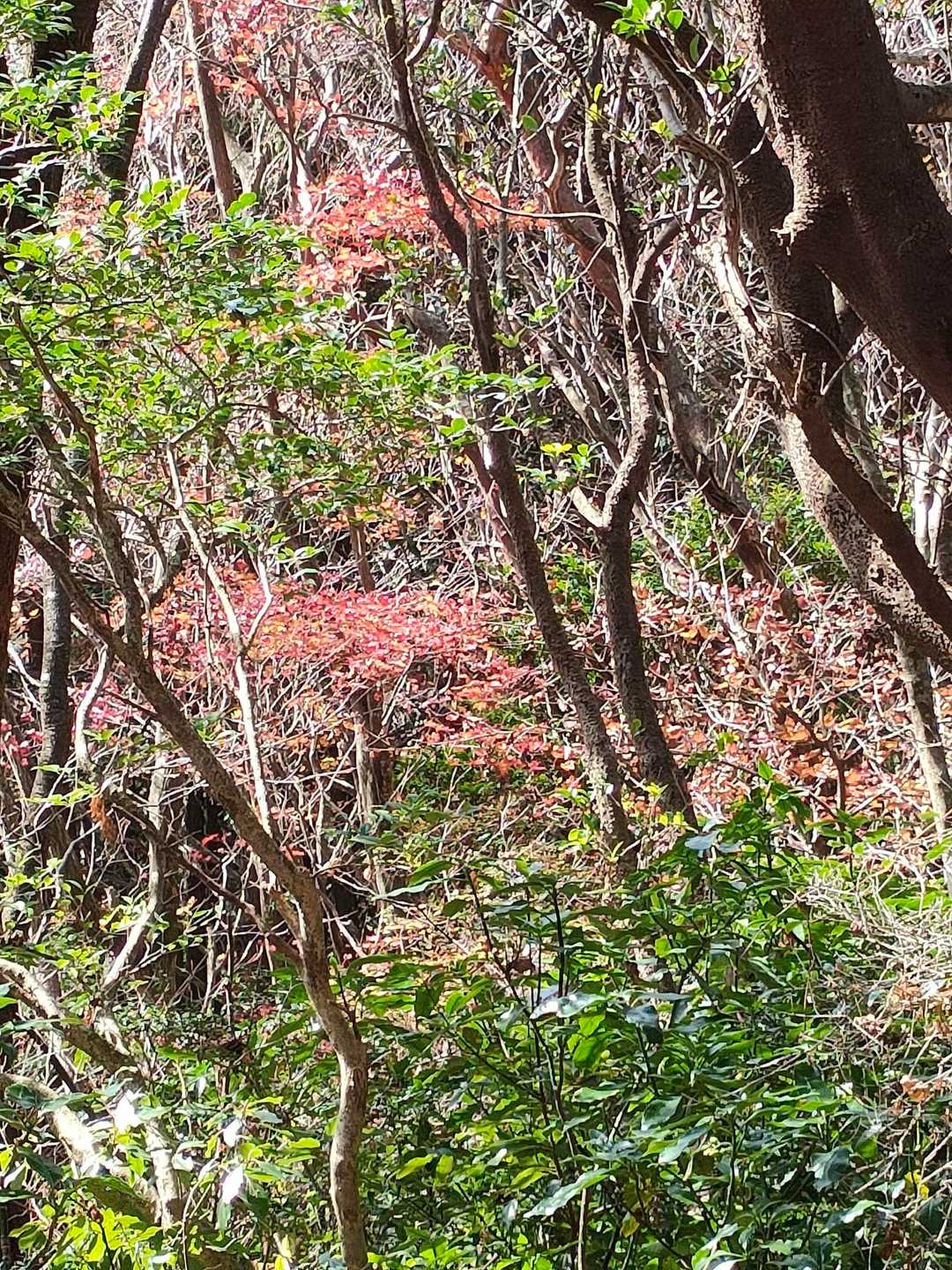 七曲峠登山口-彦岳 往復コースの写真