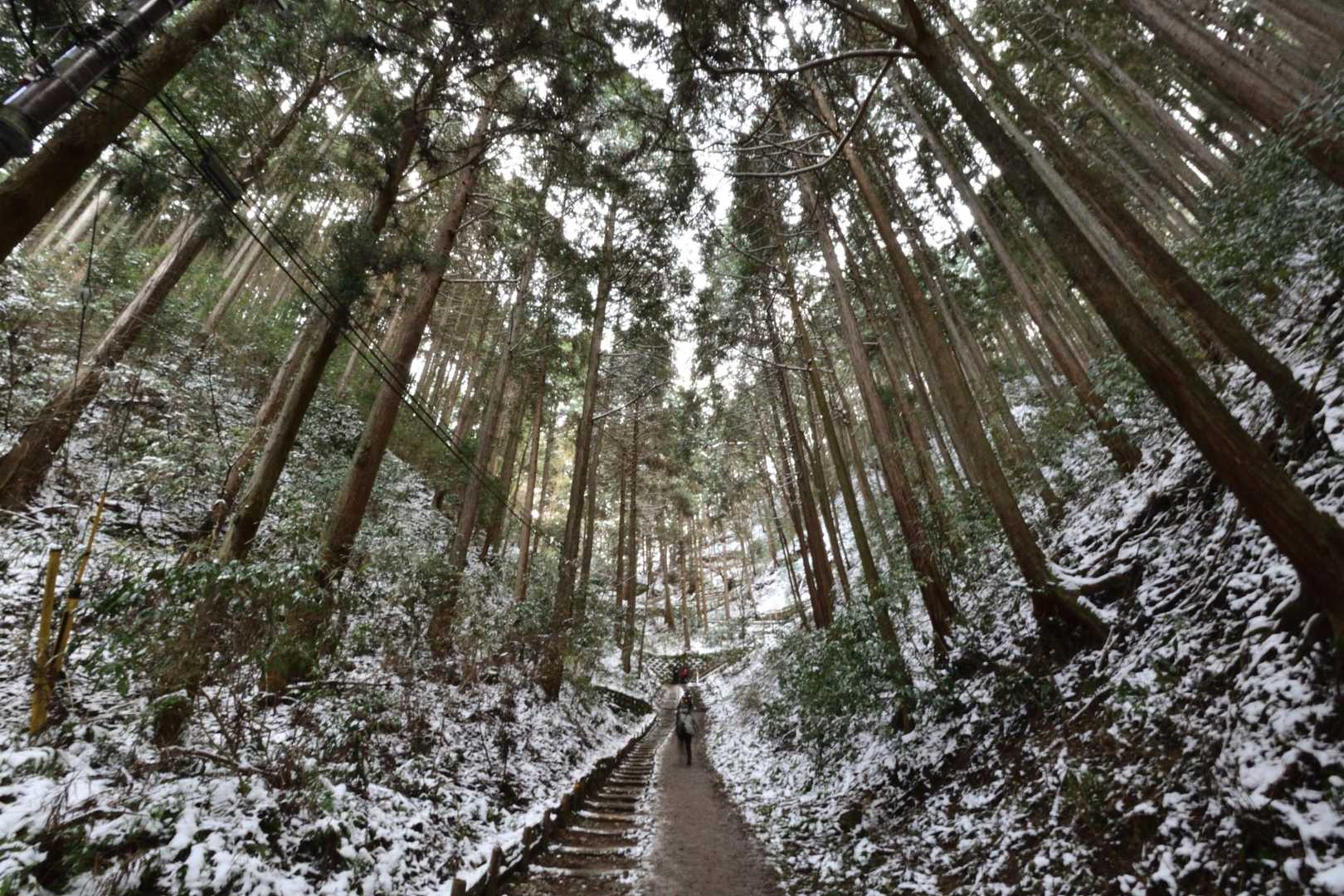 千早本道登山口-金剛山 往復コースの写真