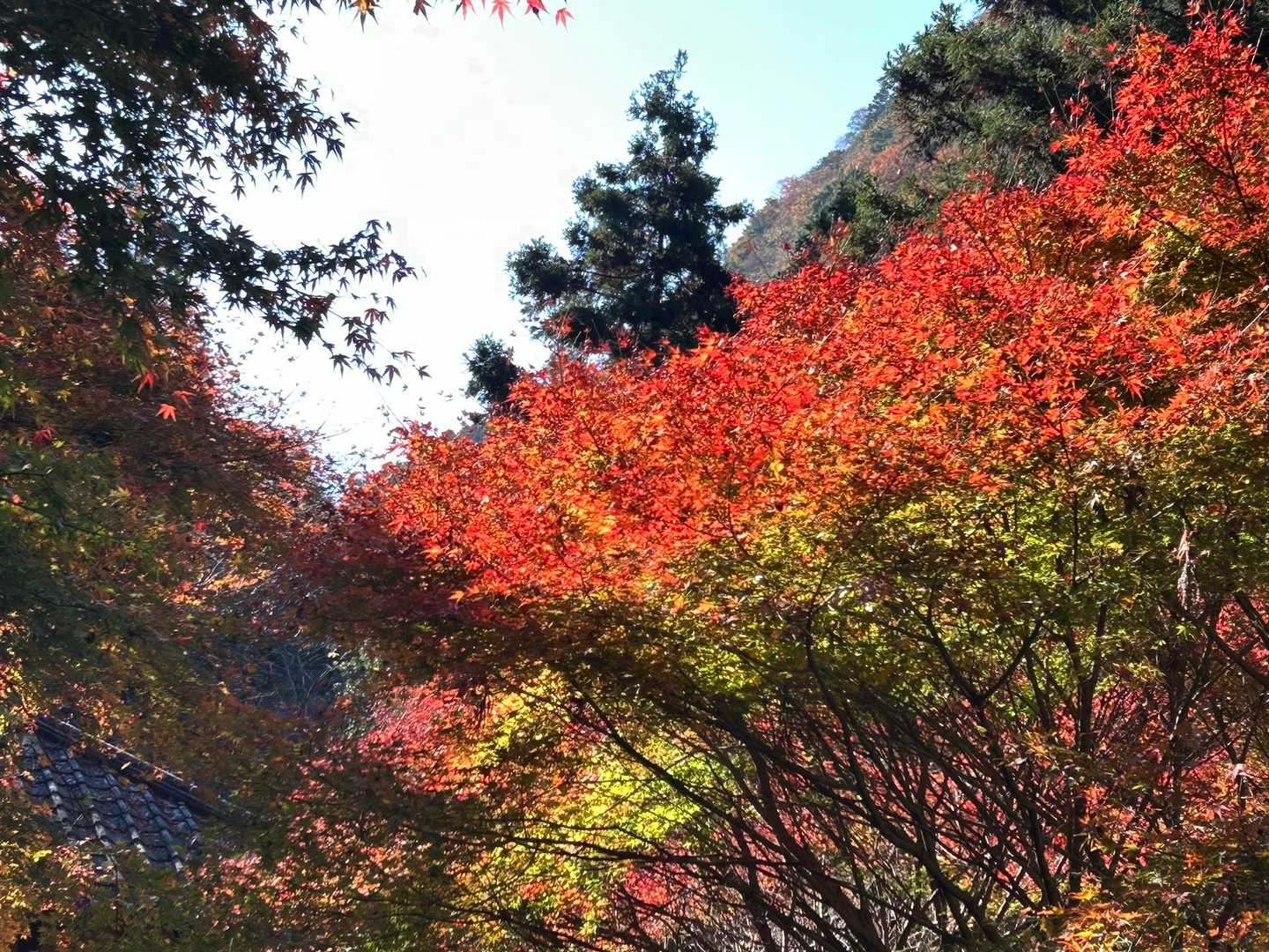 【フラット登山】大多摩ウォーキングトレイル　渓谷美と焚き火を楽しむの写真