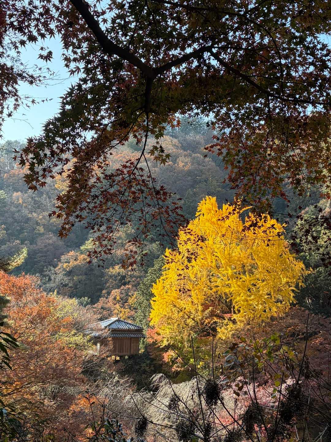行道山へ向かう途中の景色…ここから見える岸壁の清心亭とイチョウが素晴らしいのです♪
初めて訪れた8年前は清心亭に拝観出来ましたが、今は入れません…眺めは最高で貴重な体験でした。