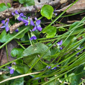 早速、スミレがお出迎え✨