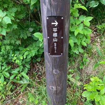 ここから登山道