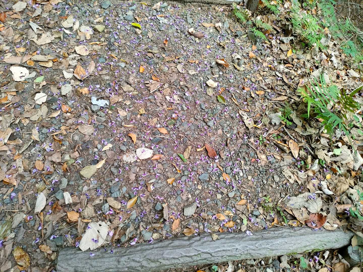 足元には紫色の花びらが続く。