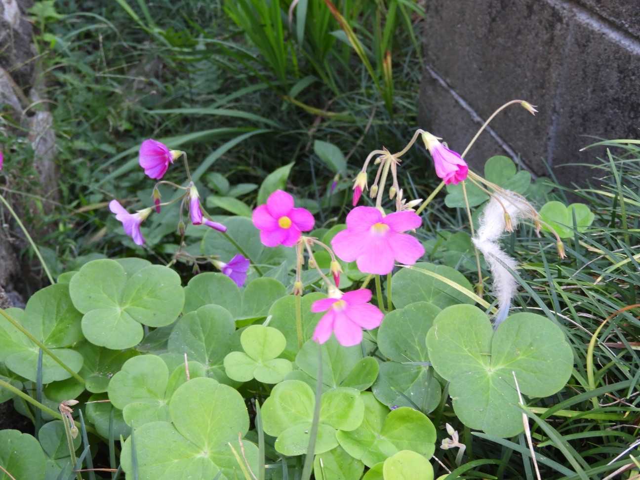 カワイイ花🌸