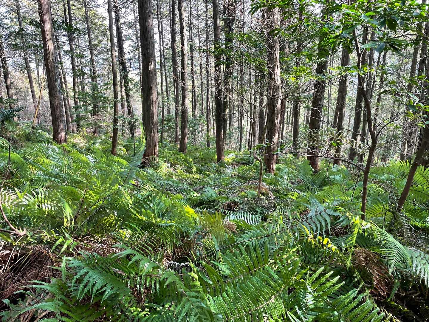 裏登山道。シダがいっぱい🌿
